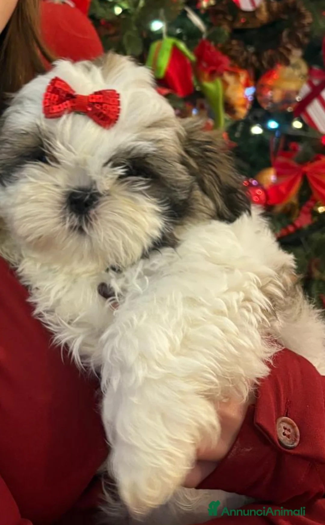 Shih Tzu cani in vendita: Splendidi cuccioli di schitzu con pedigree  - Annuncio 12