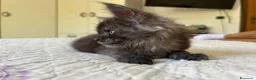 Maine Coon gatti in vendita: Maine Coon cucciolo pedigree ANFI - Annuncio 20