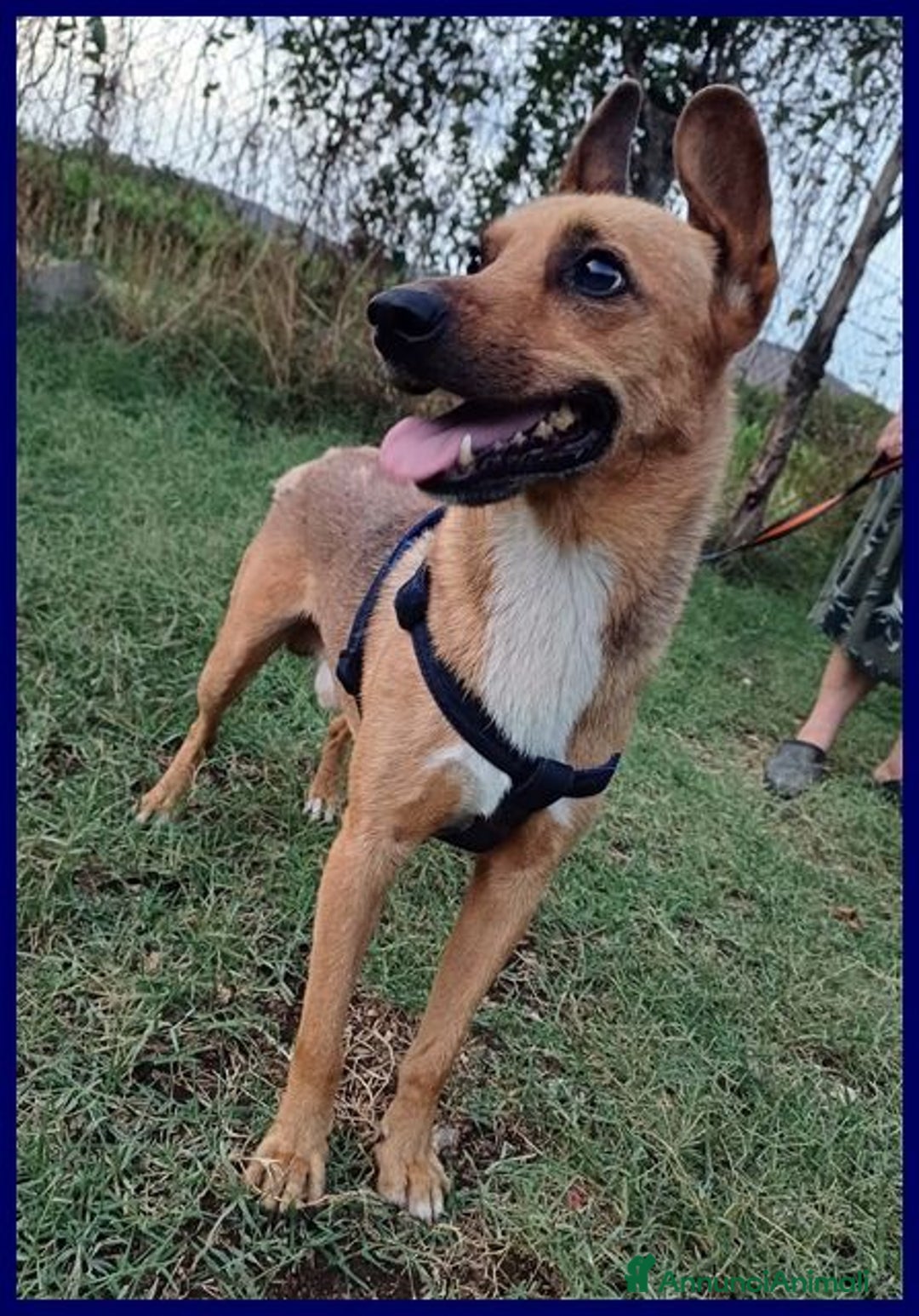 Meticcio cani in regalo: ZAK 8anni - 12kg bravo!Non interessa più!!! - Annuncio 5