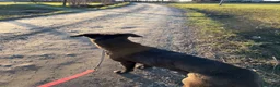 Meticcio cani in regalo: Billa - Annuncio 5