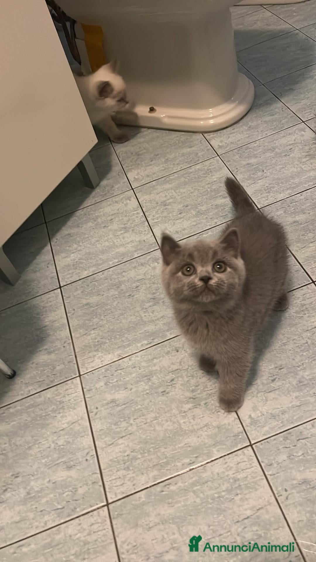 Scottish gatti gatti scottish - Annuncio 15