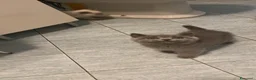 Scottish gatti in vendita: gatti scottish - Annuncio 1