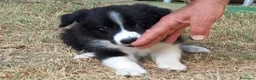 Border Collie cani in vendita: 3 cucciole Border Collie - Annuncio 10