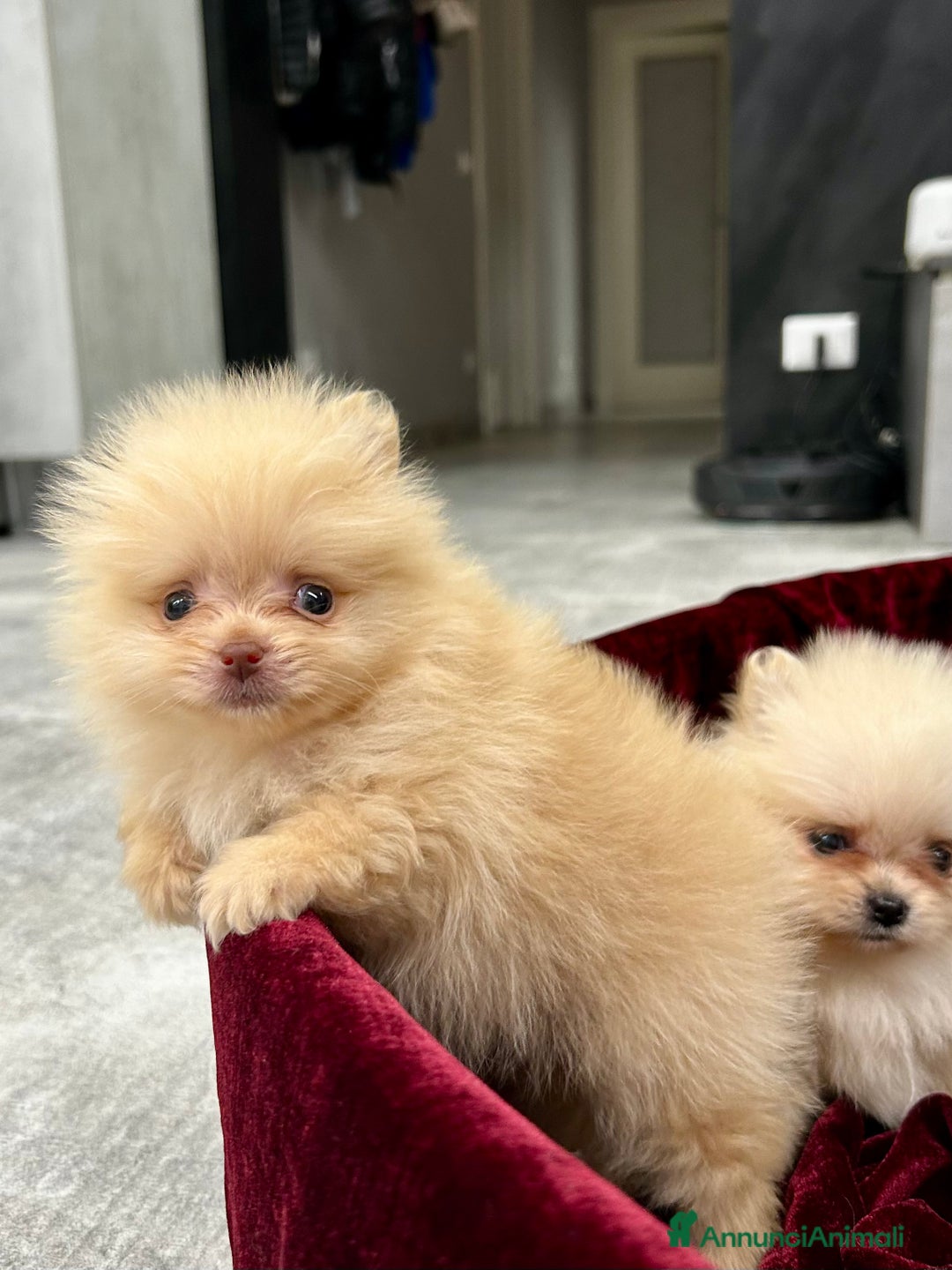 Spitz cani in vendita: Spitz tedesco nano - Annuncio 11