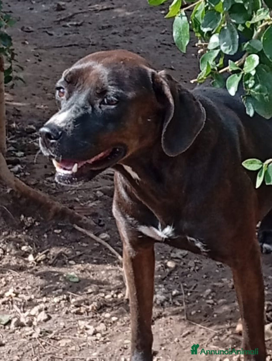Meticcio cani in regalo: Ciccia 4anni di canile buon carattere attende casa a Città metropolitana di Milano - Annuncio 2