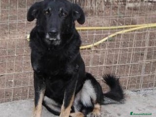 Meticcio cani Nato in rifugio nel 2012 rassegnato tristemente a Milano - Annuncio 32