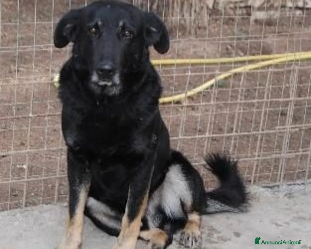 Meticcio cani in regalo: Nato in rifugio nel 2012 rassegnato tristemente a Milano - Annuncio 1