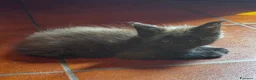 Maine Coon gatti in vendita: Bellissimi gattini Maine coon - Annuncio 4