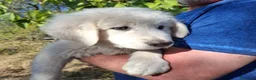 Meticcio cani in regalo: Gelso il capolavoro  - Annuncio 10