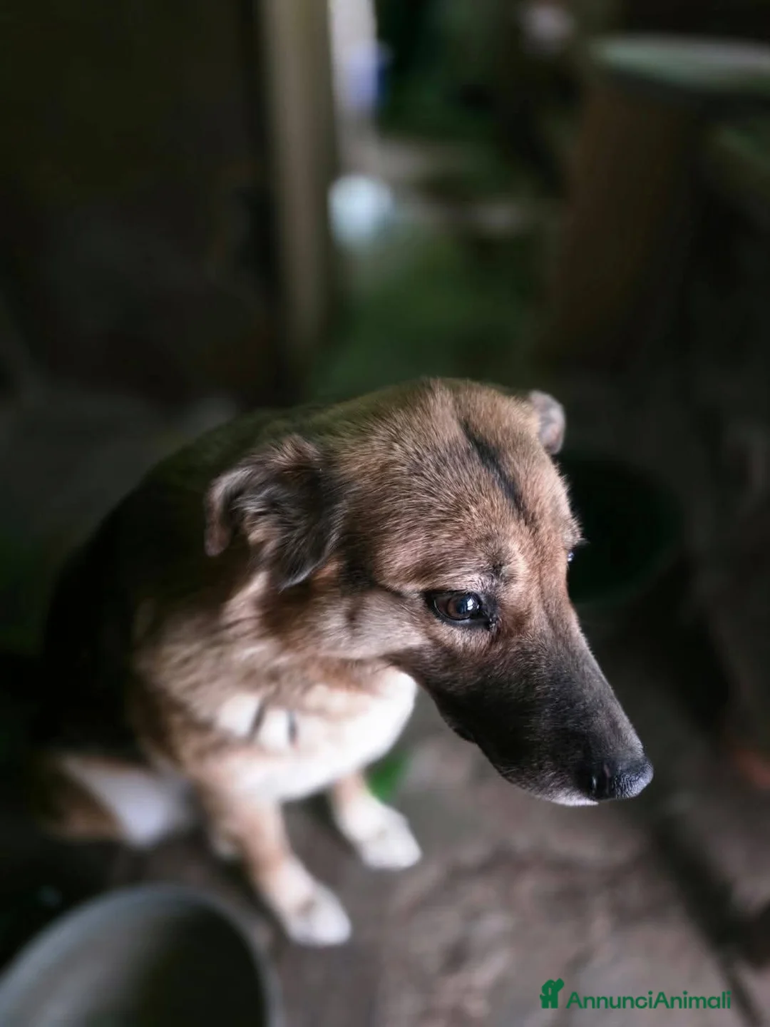 Meticcio cani in regalo: ADOZ.URGE!!!!!!💔🙏🏼morti proprietari!Senza casa! - Annuncio 2