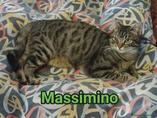 Europeo gatti Micio tigrato quasi 1anno nessuno lo nota.ROMA SOS - Annuncio 41