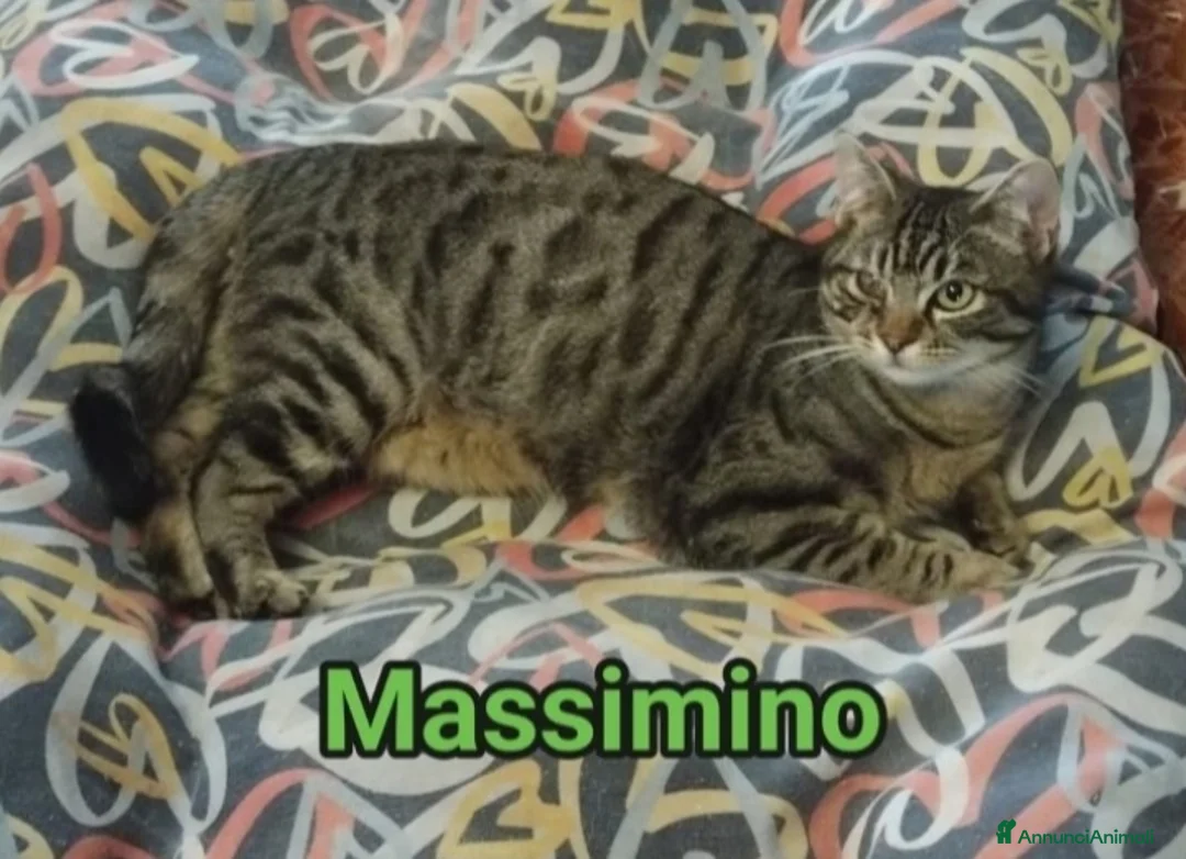 Europeo gatti in regalo: Micio tigrato quasi 1anno nessuno lo nota.ROMA SOS - Annuncio 1