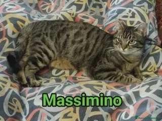 Europeo gatti Micio tigrato quasi 1anno nessuno lo nota.ROMA SOS - Annuncio 36