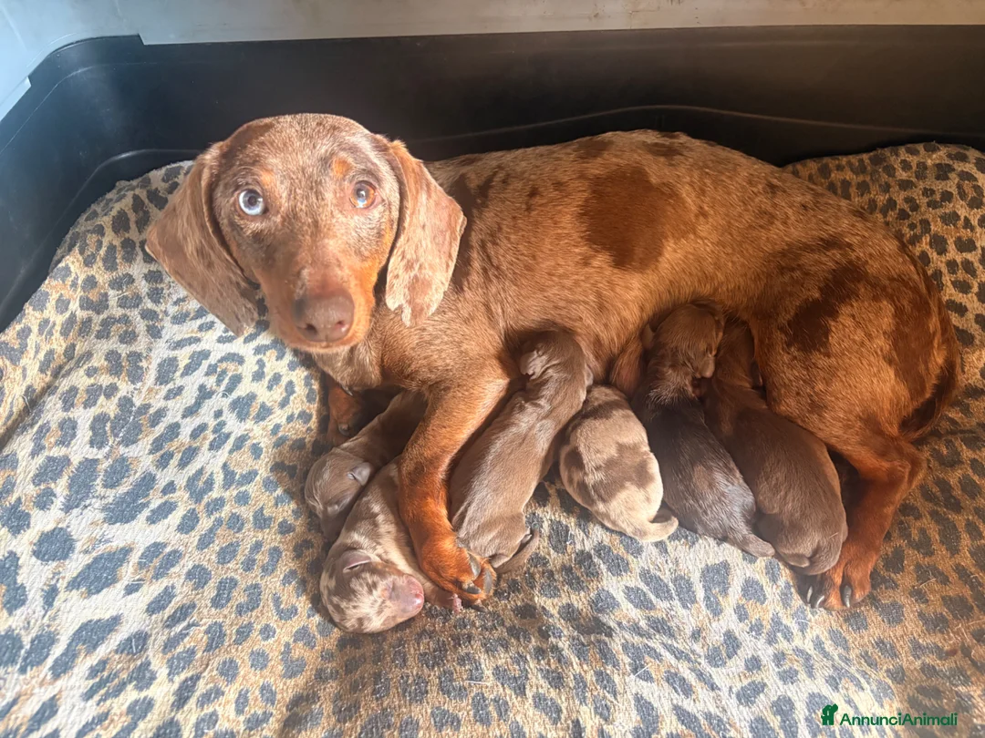 Bassotto cani in vendita: Bassotti - Annuncio 1