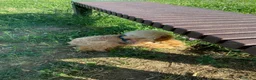 Barboncino cani in vendita: Barboncino piccolo nano albicocca  - Annuncio 6