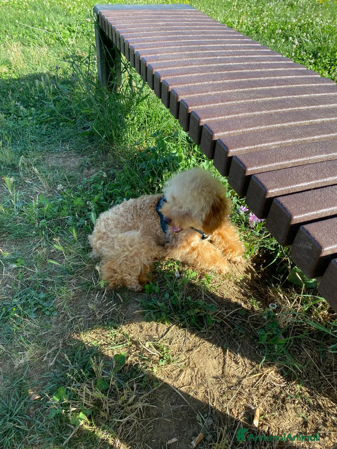 Barboncino cani in vendita: Barboncino piccolo nano albicocca  - Annuncio 6
