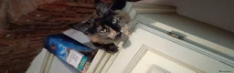 Maine Coon gatti in vendita: Cuccioli Maine Coon con Pedigree ANFI a Provincia di Bergamo - Annuncio 3