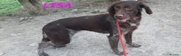 Meticcio cani in regalo: LISA bella timidina a Città Metropolitana di Torino - Annuncio 4