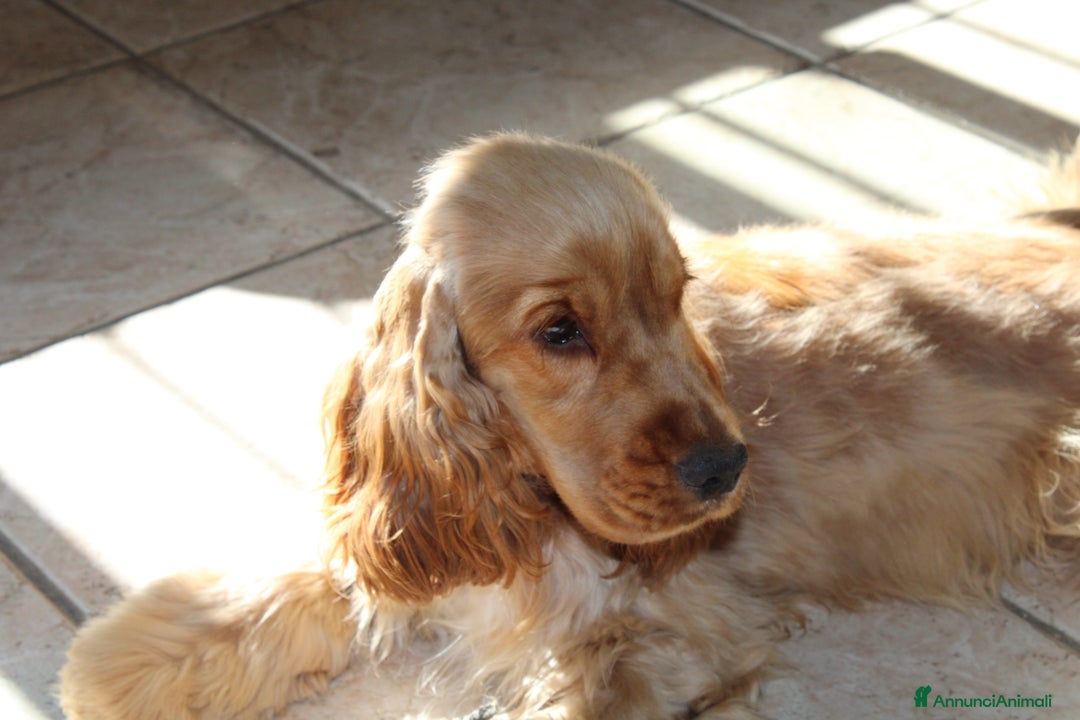 Cocker cani in vendita: Cocker spaniel inglese  - Annuncio 5