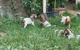 Bracco cani in vendita: cuccioli di bracco italiano a Provincia di Biella - Immagine 7