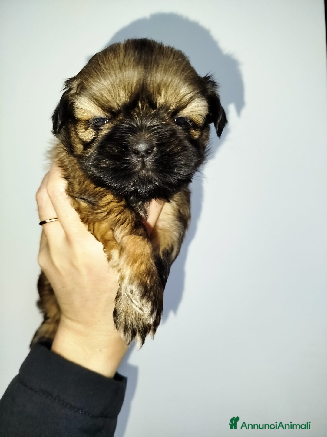 Shih Tzu cani in vendita: Cucciola di Shih Tzu Shitzu pedigree Enci  - Annuncio 4