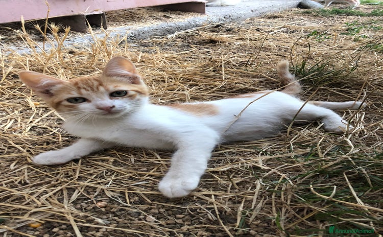 Altre razze gatti a Provincia di Cuneo - Annuncio 11