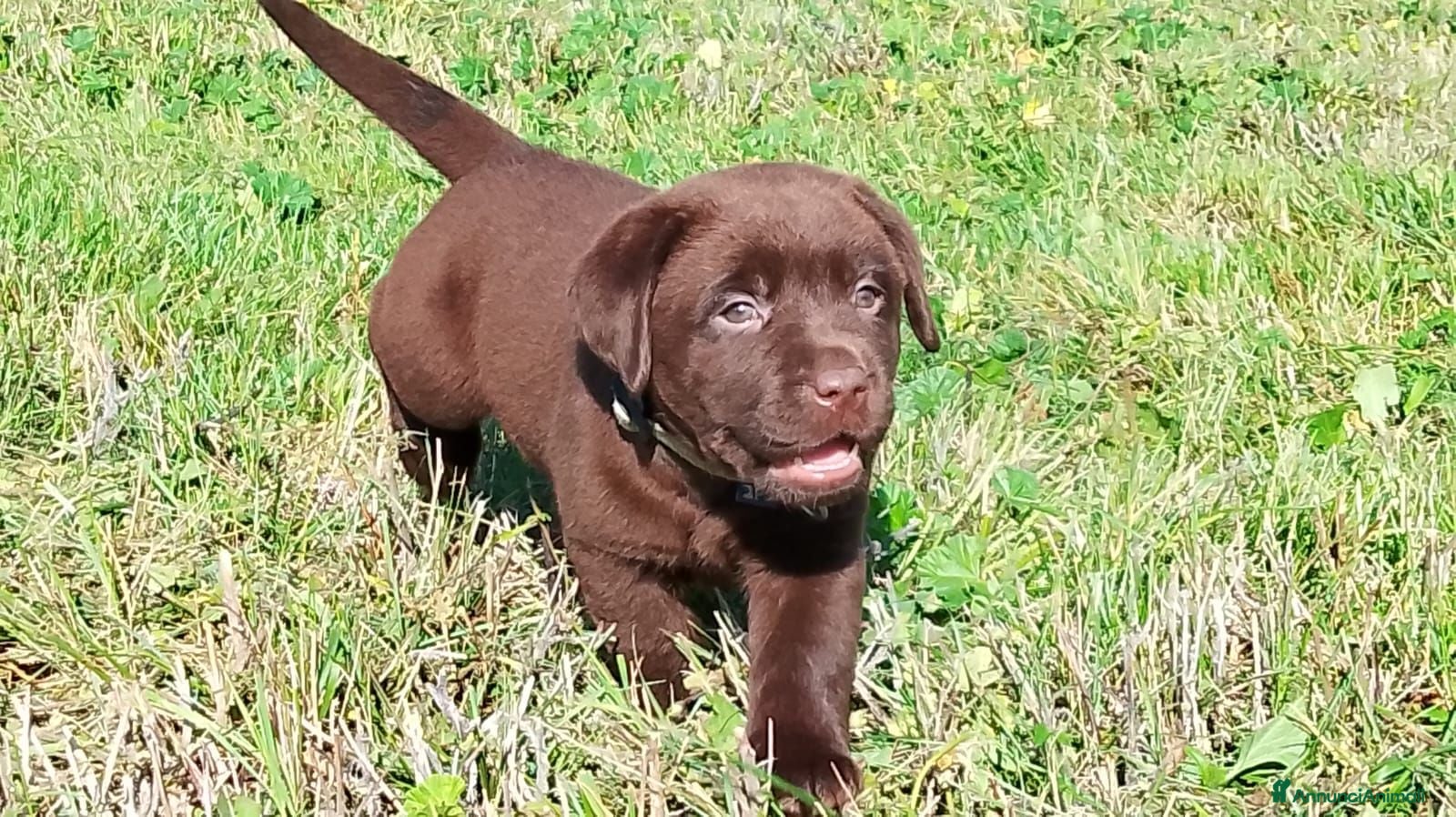 Labrador cani Cucciola labrador cioccolato  - Annuncio 2
