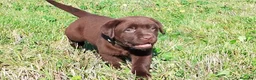 Labrador cani in vendita: Cucciola labrador cioccolato  - Annuncio 1