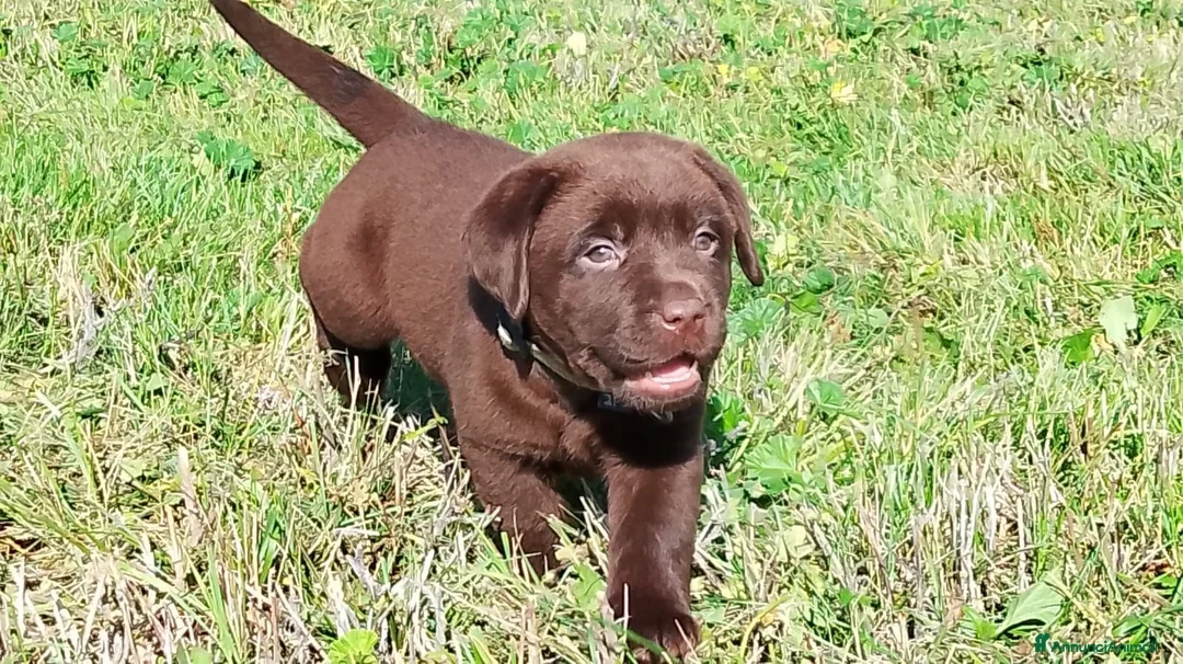 Labrador cani in vendita: Cucciola labrador cioccolato  - Annuncio 1