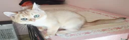 Scottish gatti in vendita: Gattini scottish con pedigree - Annuncio 3