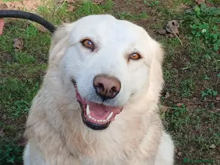 Meticcio cani EVA INC GOLDEN CERCA LA SUA CASA PER LA VITA - Annuncio 32