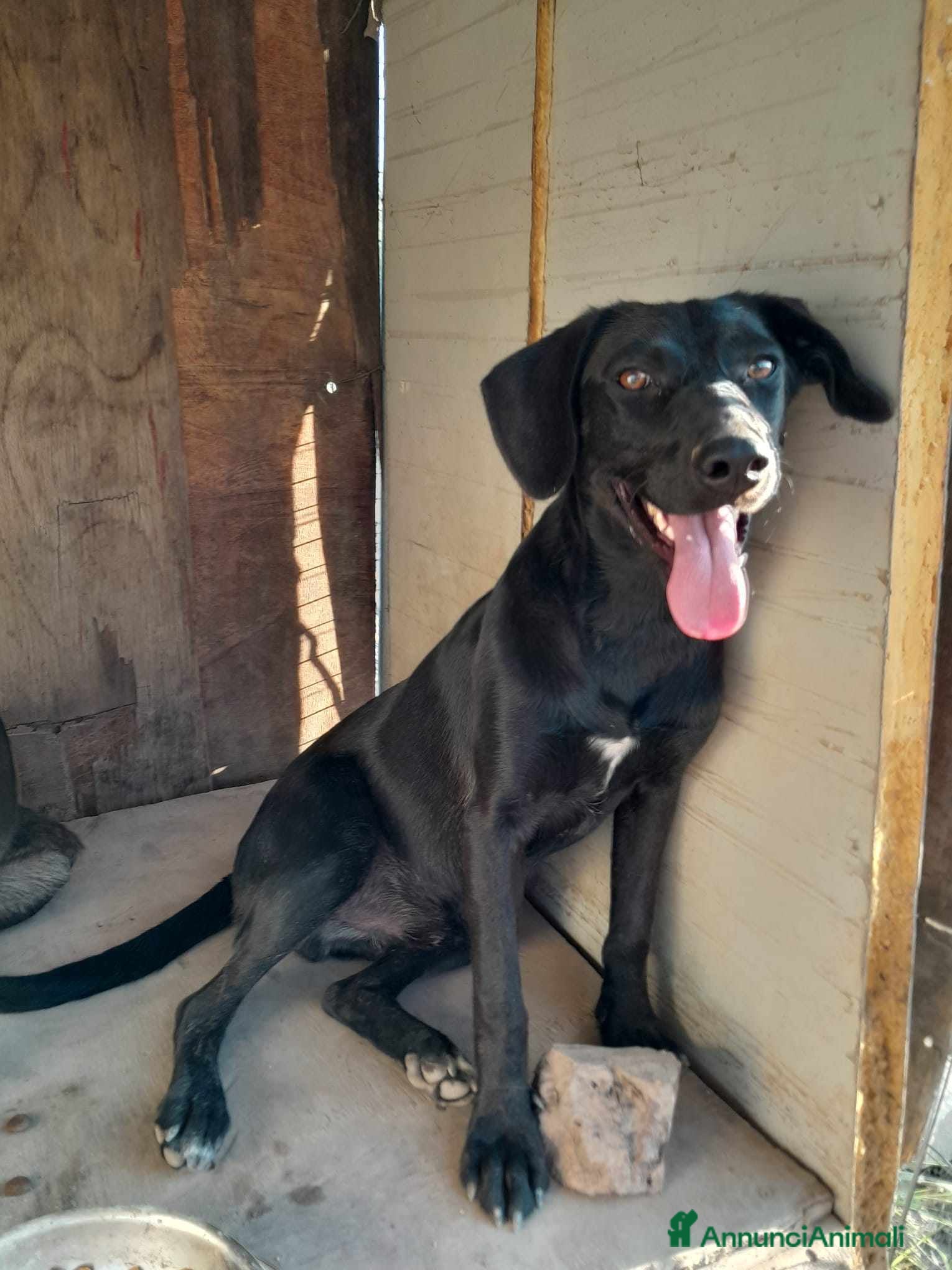 Meticcio cani DOLCE CAGNOLINO TAGLIA MEDIO PICCOLA a Città metropolitana di Catania - Annuncio 2
