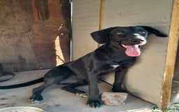 Meticcio cani in regalo: DOLCE CAGNOLINO TAGLIA MEDIO PICCOLA a Città metropolitana di Catania - Annuncio 2