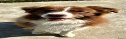 Border Collie cani in vendita: Border collie maschio - Annuncio 6