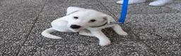 Jack Russell cani in regalo: Animali domestici a Provincia autonoma di Trento - Annuncio 3