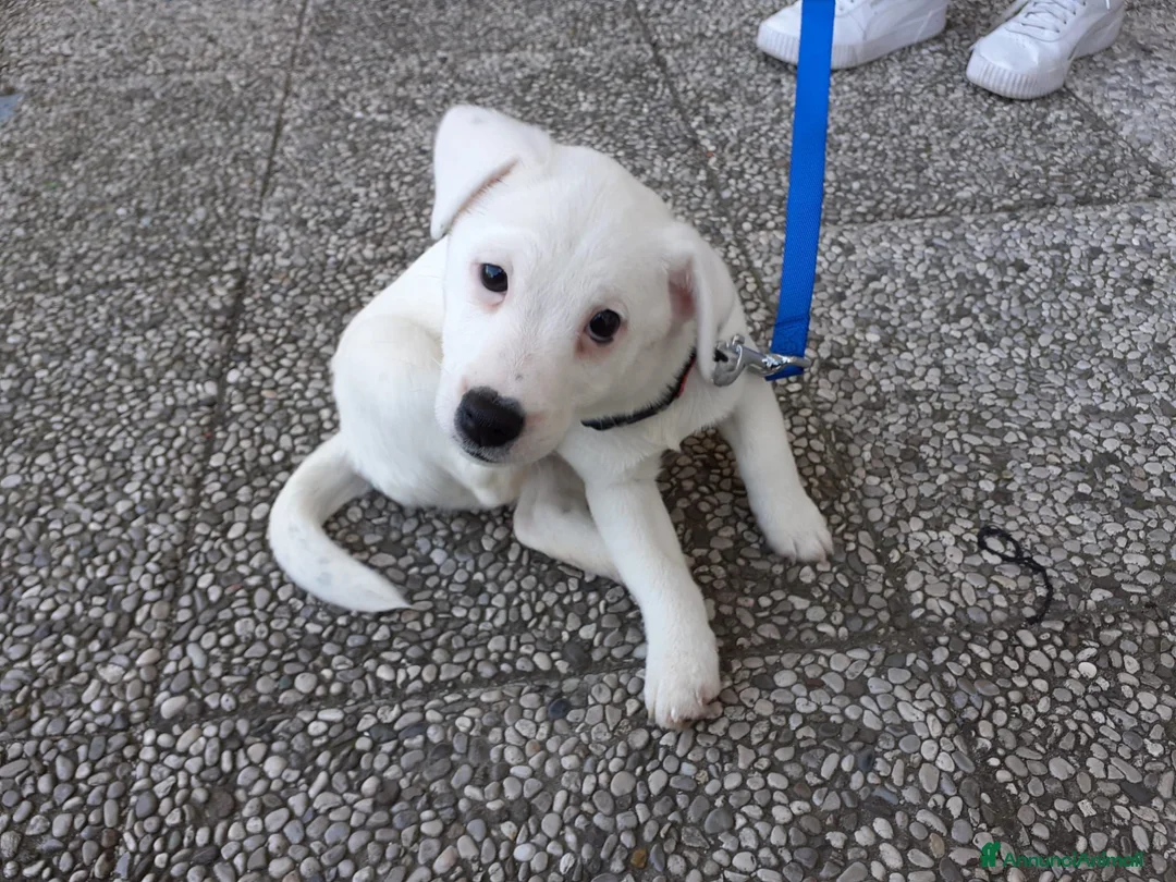 Jack Russell cani in regalo: Animali domestici a Provincia autonoma di Trento - Annuncio 3