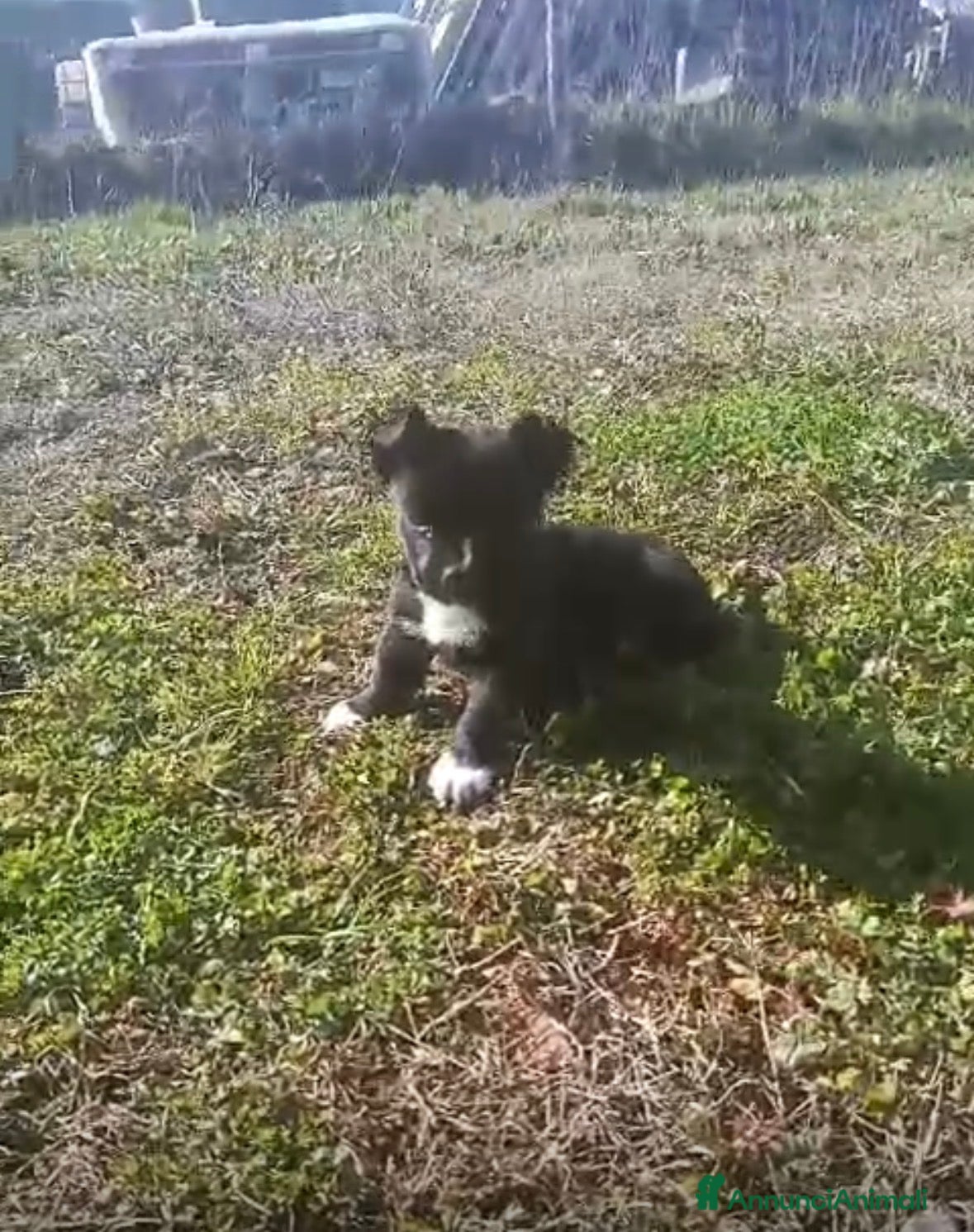 Meticcio cani cucciolo misto bulldog francese e staffy - Annuncio 1