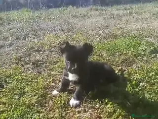 Meticcio cani cucciolo misto bulldog francese e staffy - Annuncio 1