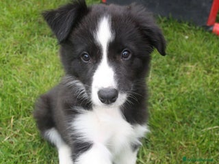 Border Collie cani Cucciolo di Border Collie maschio - Annuncio 24