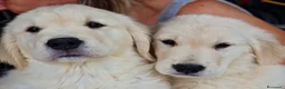 Golden Retriever cani in vendita: Golden retriever pronta consegna  - Annuncio 3