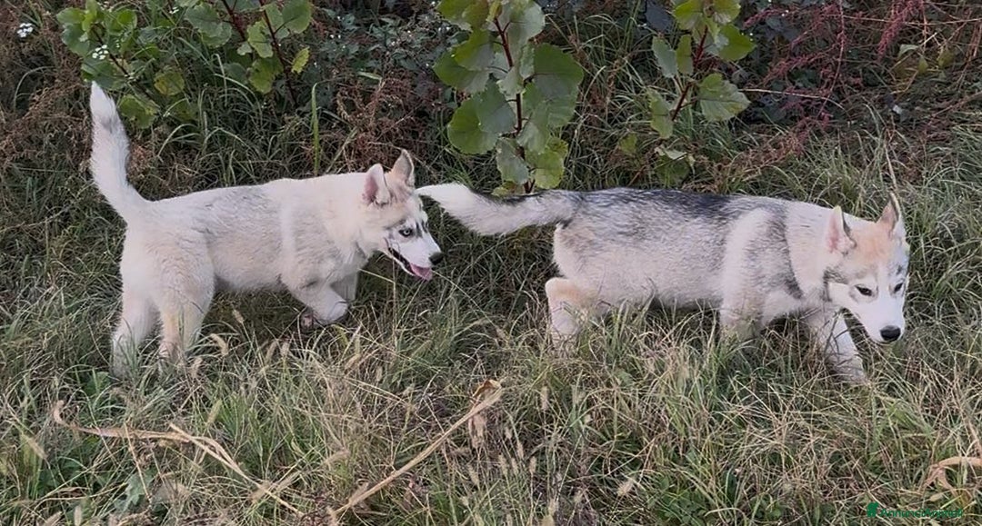 Husky cani in vendita: Cucciolo di Husky occhi azzurri e pedigree ENCI - Annuncio 4
