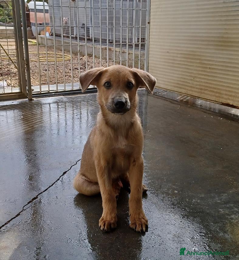 Meticcio cani Paride dolce cucciolo in adozione - Annuncio 22