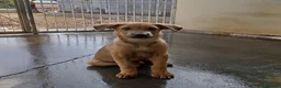 Meticcio cani in regalo: Paride dolce cucciolo in adozione - Annuncio 1