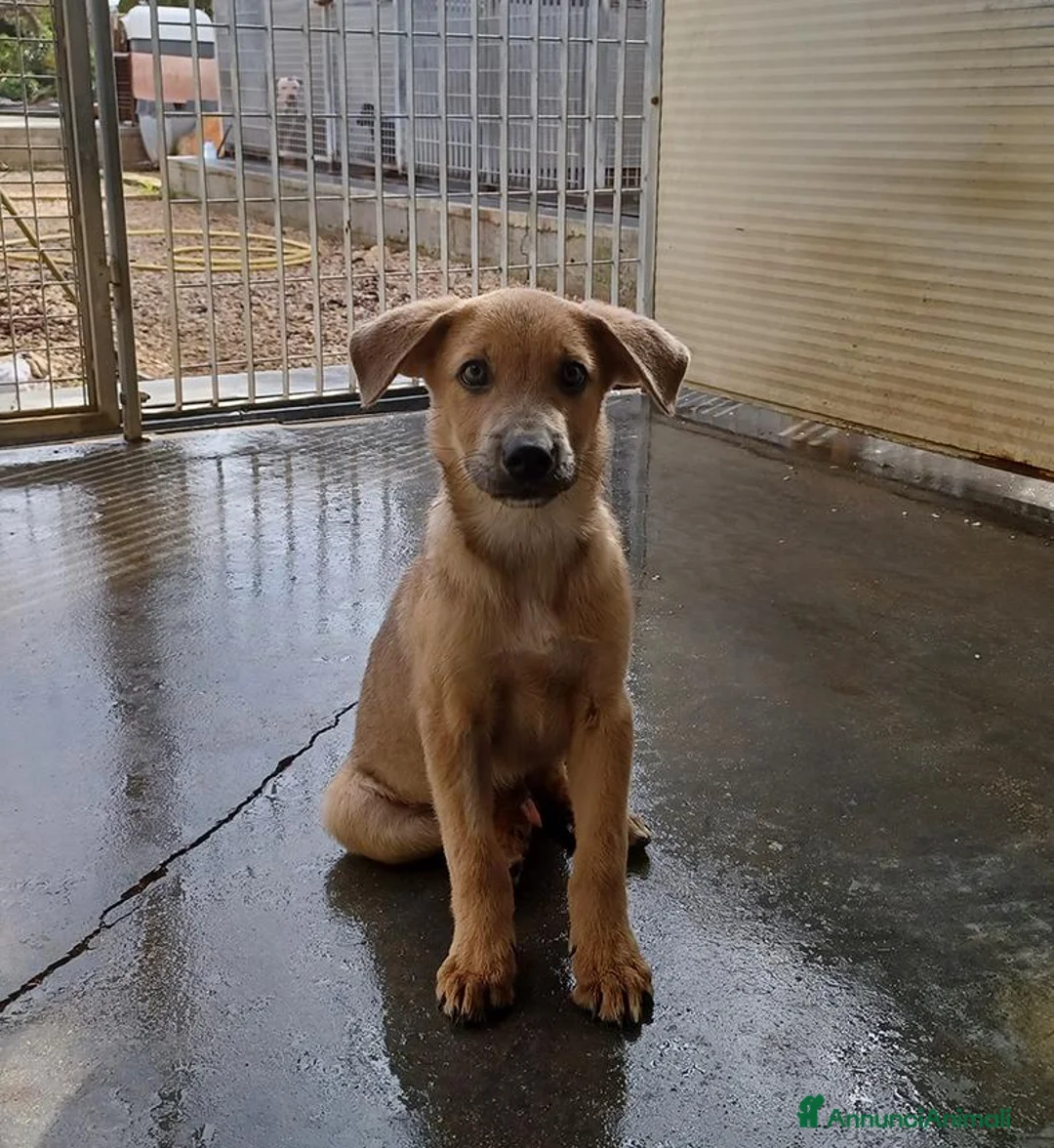 Meticcio cani in regalo: Paride dolce cucciolo in adozione - Annuncio 1