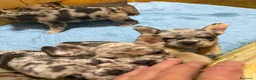 Bulldog Francese cani in vendita: Bulldog francese esotico - Annuncio 6