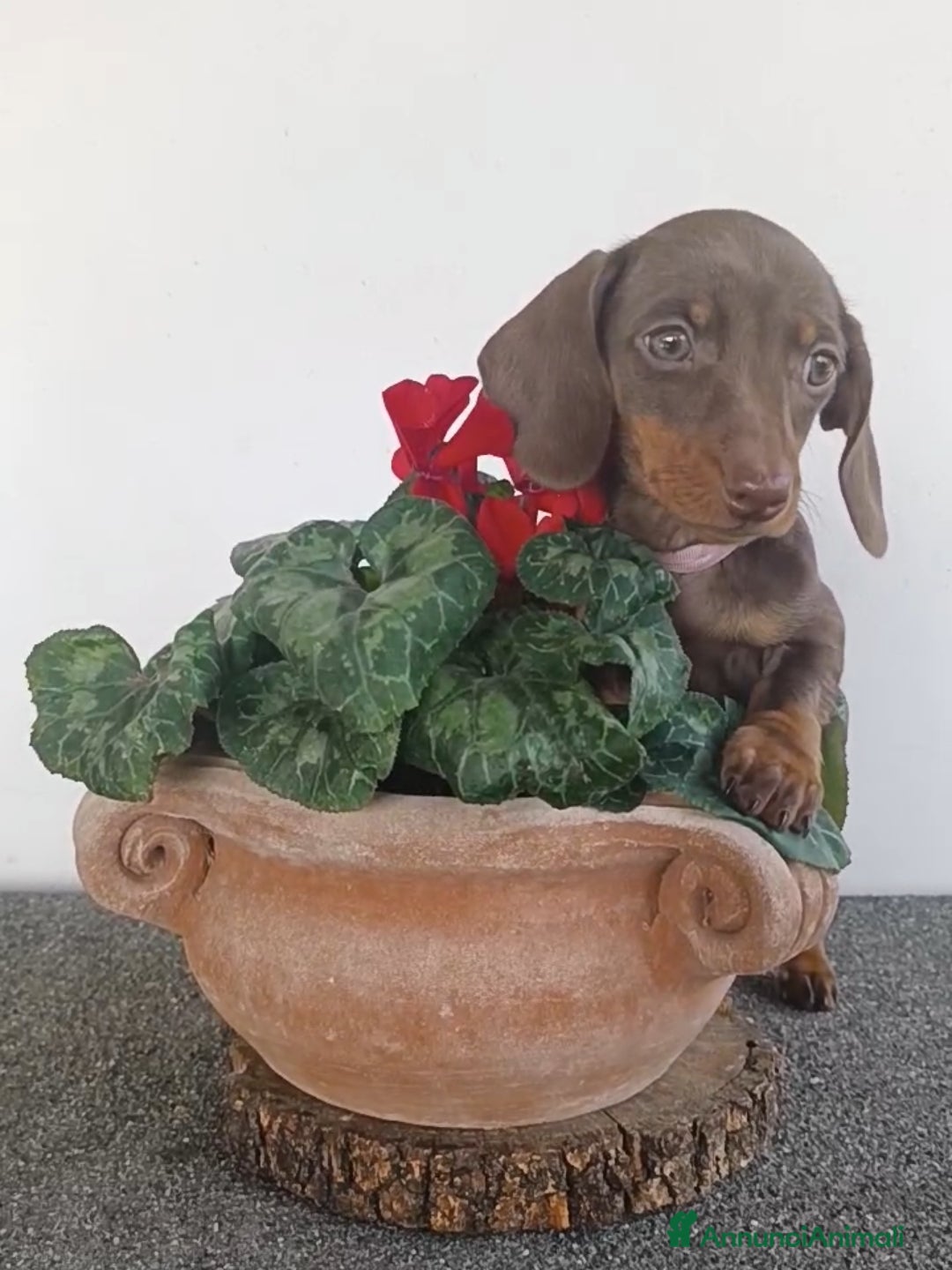 Bassotto cani Bassotti cioccolato Pedigree con affisso - Annuncio 2