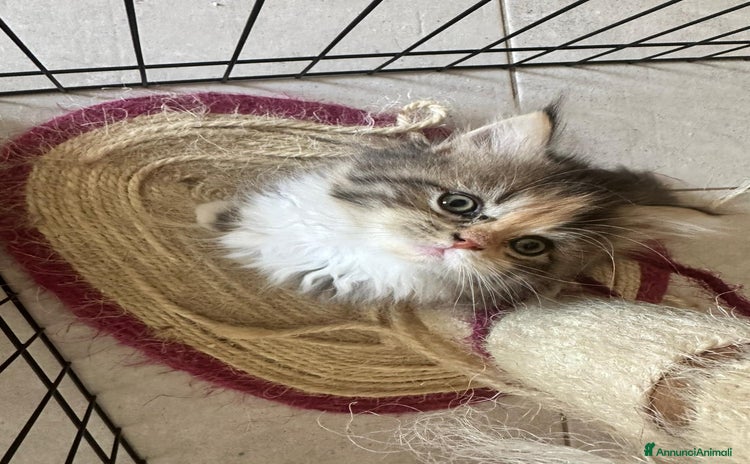Persiano gatti a Provincia di Reggio Emilia - Annuncio 7