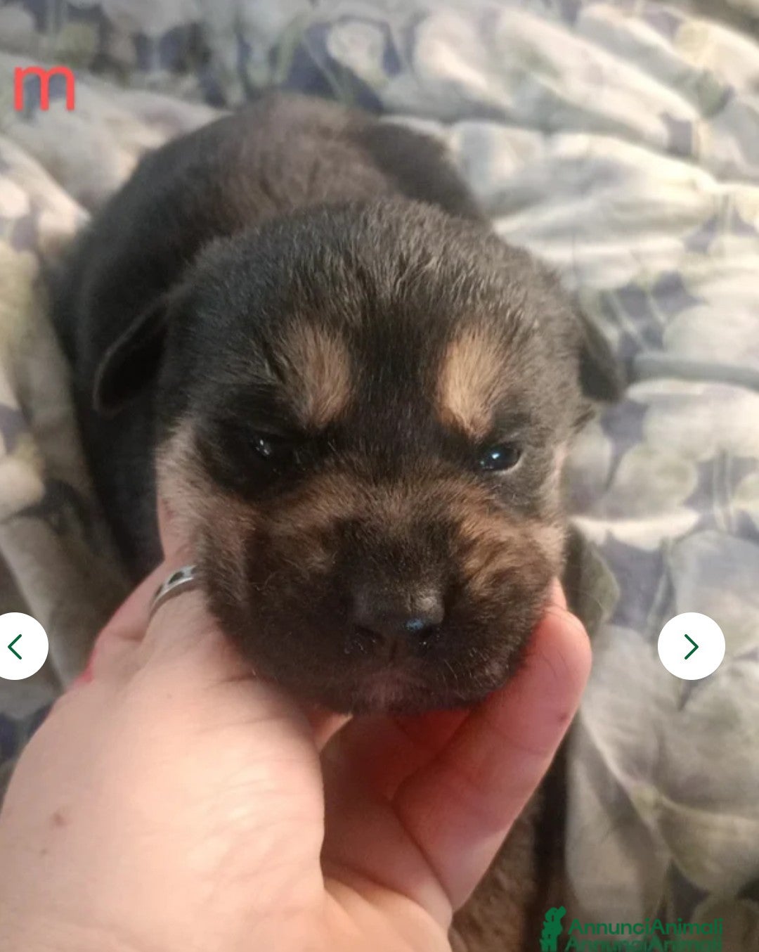 Pastore Tedesco cani in vendita: splendidi cuccioli pastore tedesco  - Annuncio 4