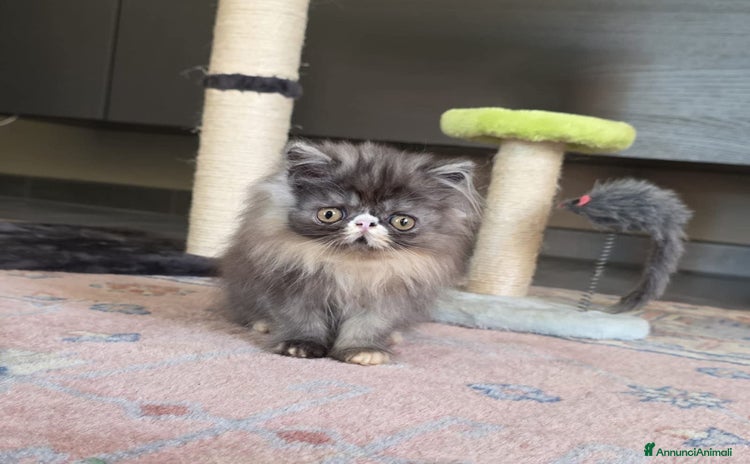 Persiano gatti a Provincia di Padova - Annuncio 3