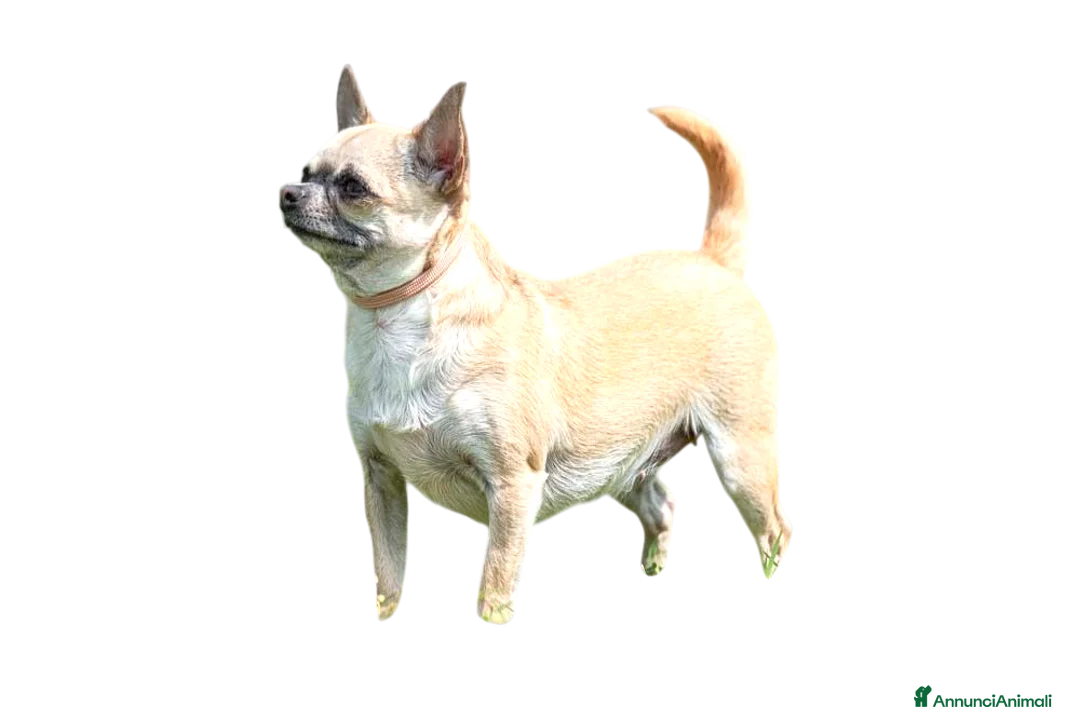 Chihuahua cani in vendita: Chihuahua cucciolo maschio con Pedigree  - Annuncio 5